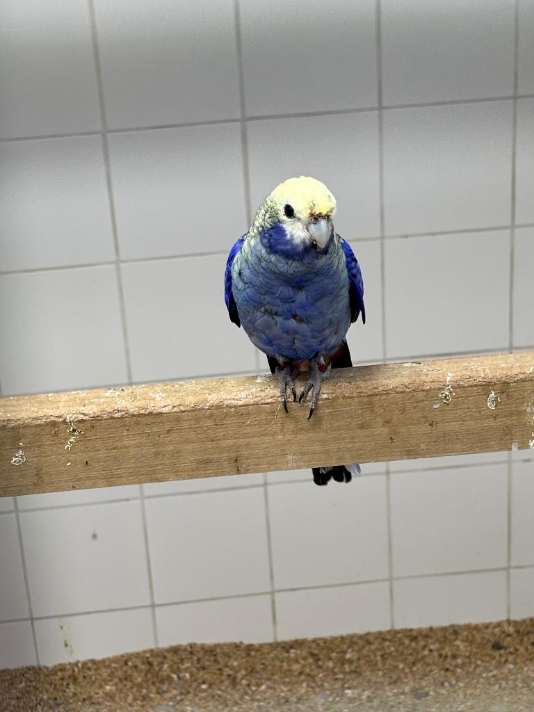 Gevraagd pop Blauwwang Rosella, Dieren en Toebehoren, Vogels | Parkieten en Papegaaien, Vrouwelijk, Parkiet