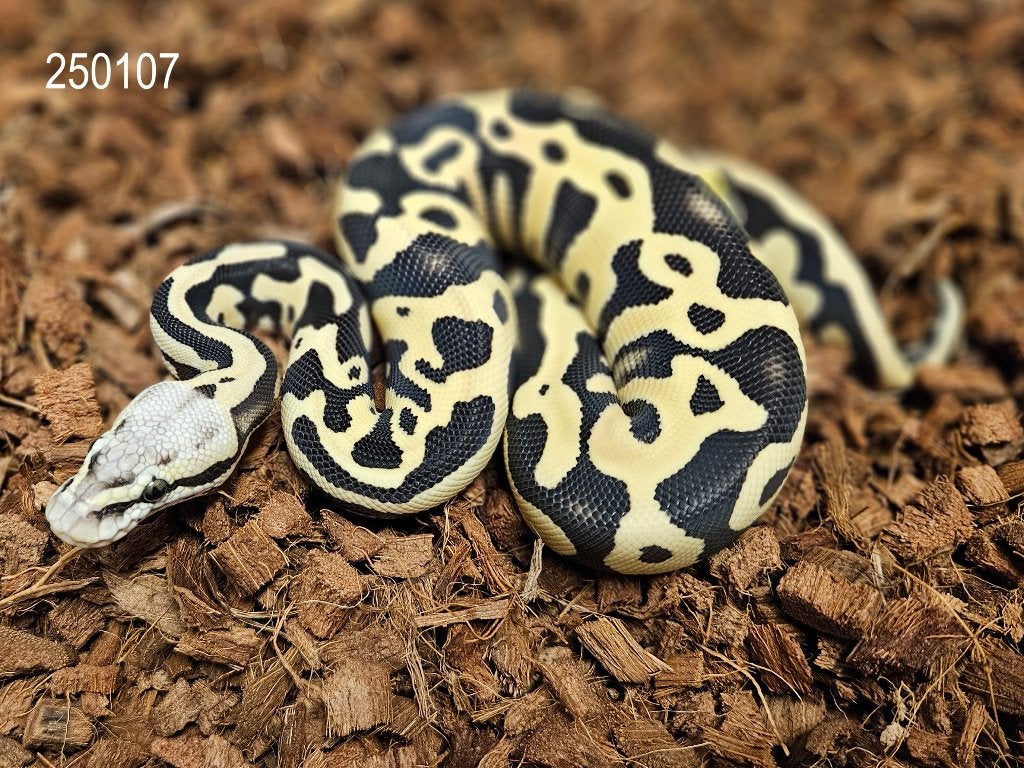 0.1 Leopard Pastel Desert Ghost het Amur, Dieren en Toebehoren, Reptielen en Amfibieën, Slang, 0 tot 2 jaar