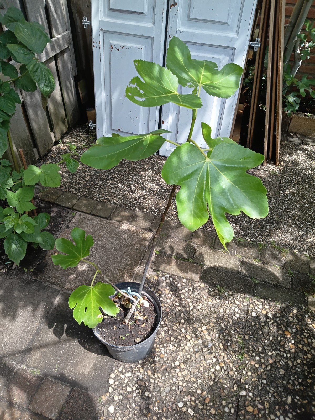 Vijgenboom 25 euro, Ophalen, Minder dan 100 cm, Vijgenboom