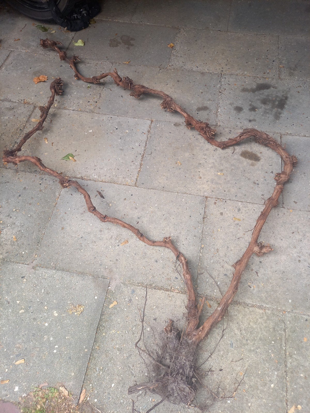 Decoratieve Wijnranken,  druiventakken - Unieke Natuurlijke, Ophalen, Gebruikt