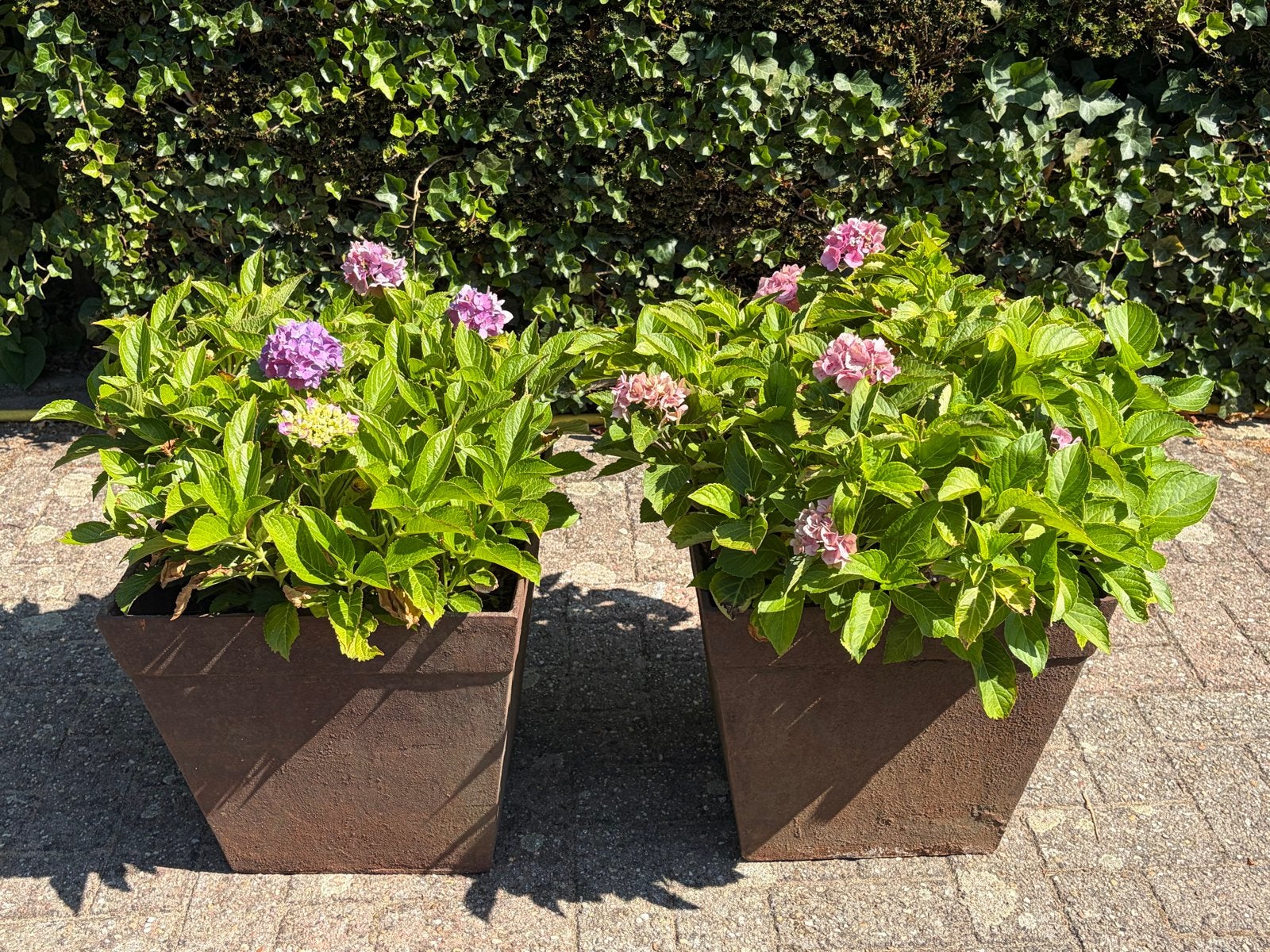 Hortensia's in stalen potten, bloembak, bloempot, Ophalen, Overige materialen, Gebruikt, Vierkant