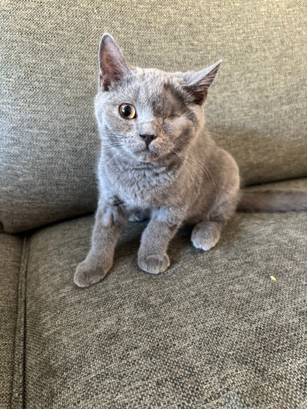 Super lief brits korthaar kitten, Kater, Gechipt, 0 tot 2 jaar
