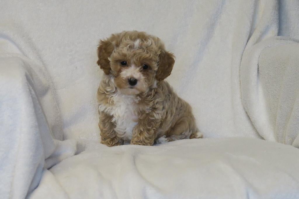 Vrolijke Maltipoo pups, Dieren en Toebehoren, Poedel, Parvo, Nederland, 8 tot 15 weken