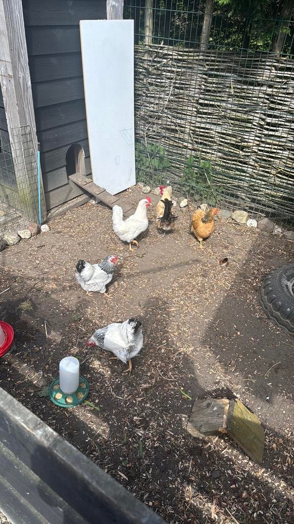 Broedeieren mix toom, Dieren en Toebehoren, Pluimvee, Kip, Geslacht onbekend