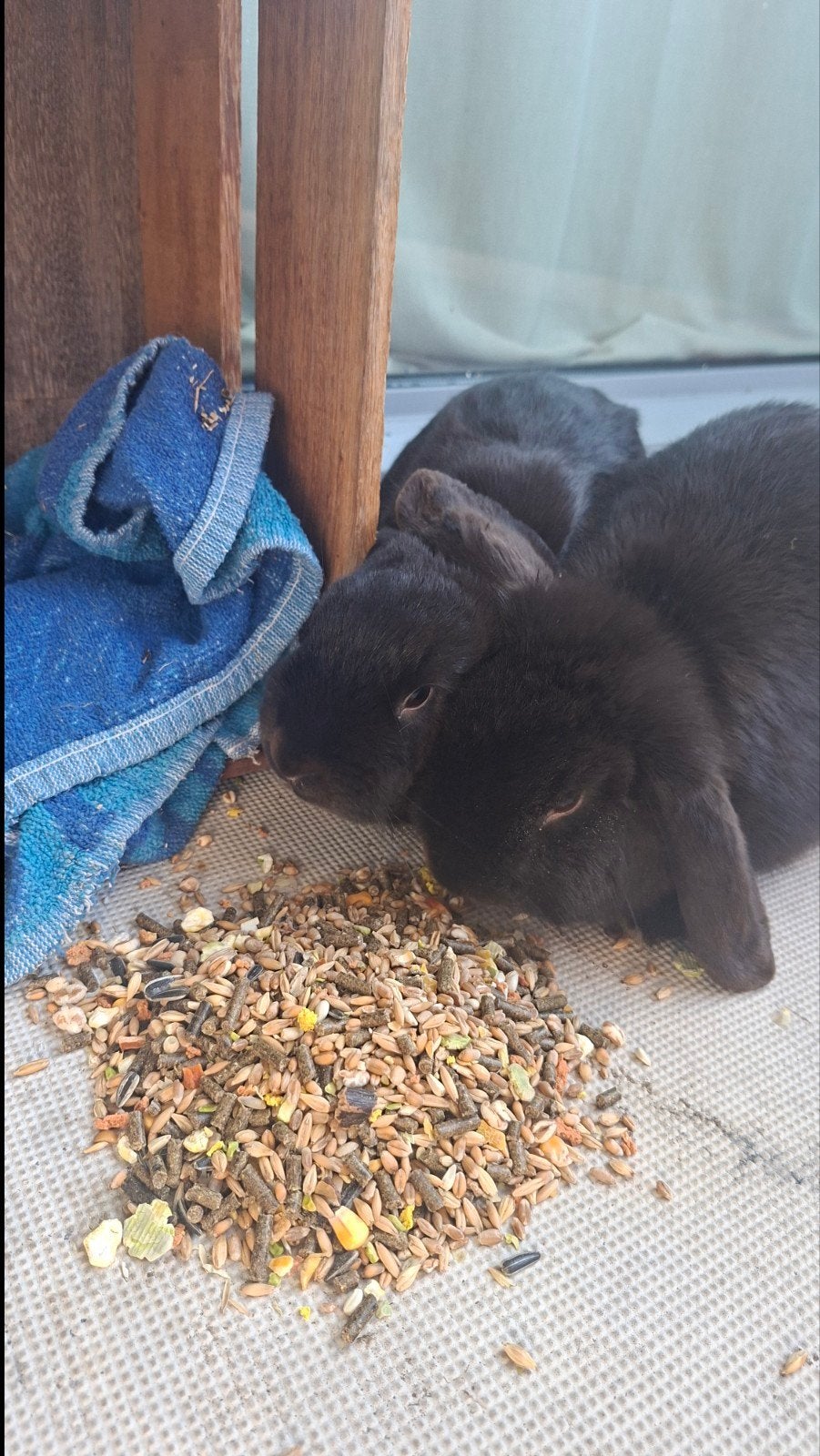 Wij zoeken een nieuw huisje, Dieren en Toebehoren, Mannelijk, Klein, Hangoor, 0 tot 2 jaar