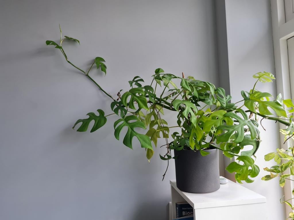 Monstera minima, kamerplant, Huis en Inrichting, Kamerplanten, Ophalen of Verzenden, Halfschaduw, Minder dan 100 cm