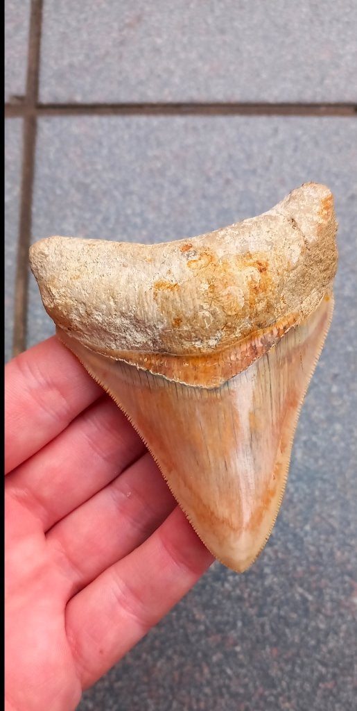 Prachtige Megalodon haaientand fossiel uit Indonesië, Ophalen of Verzenden, Fossiel