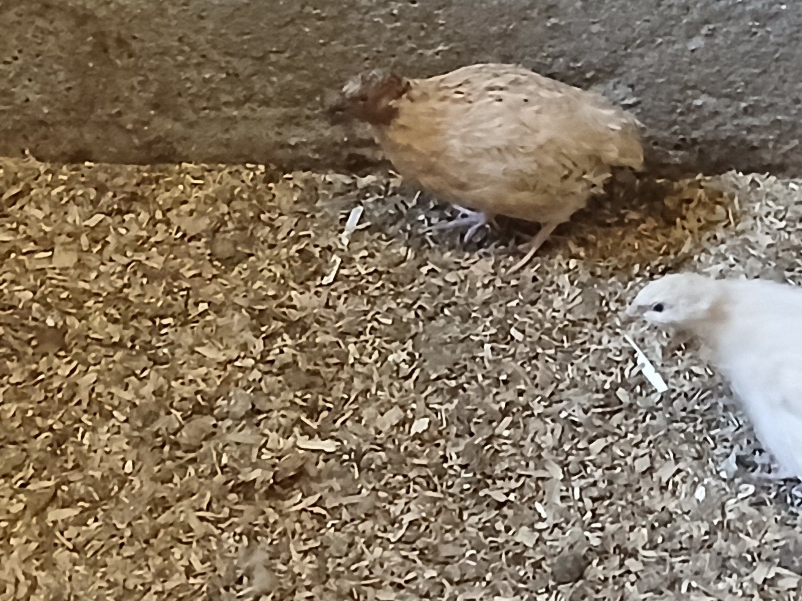 Te koop kwartels  japanse, Dieren en Toebehoren, Meerdere dieren, Overige soorten