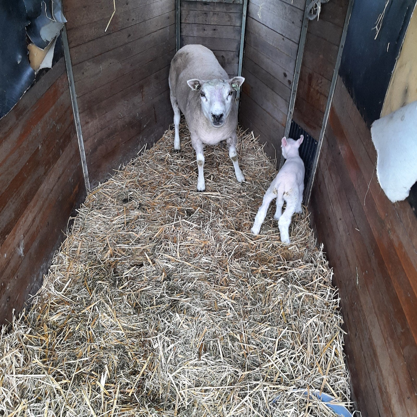 Schaap met ooi lam., Dieren en Toebehoren, Vrouwelijk, Schaap