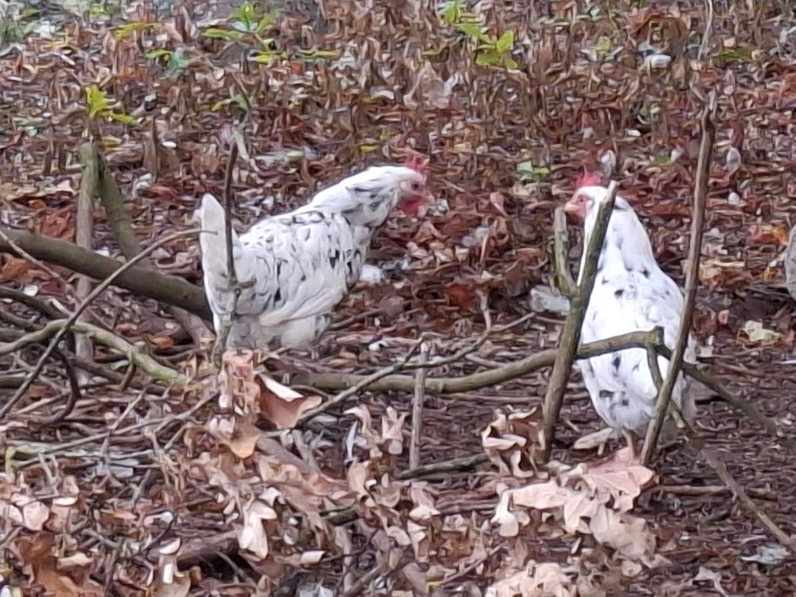twee bonte leghorn hennen, Dieren en Toebehoren, Vrouwelijk, Kip