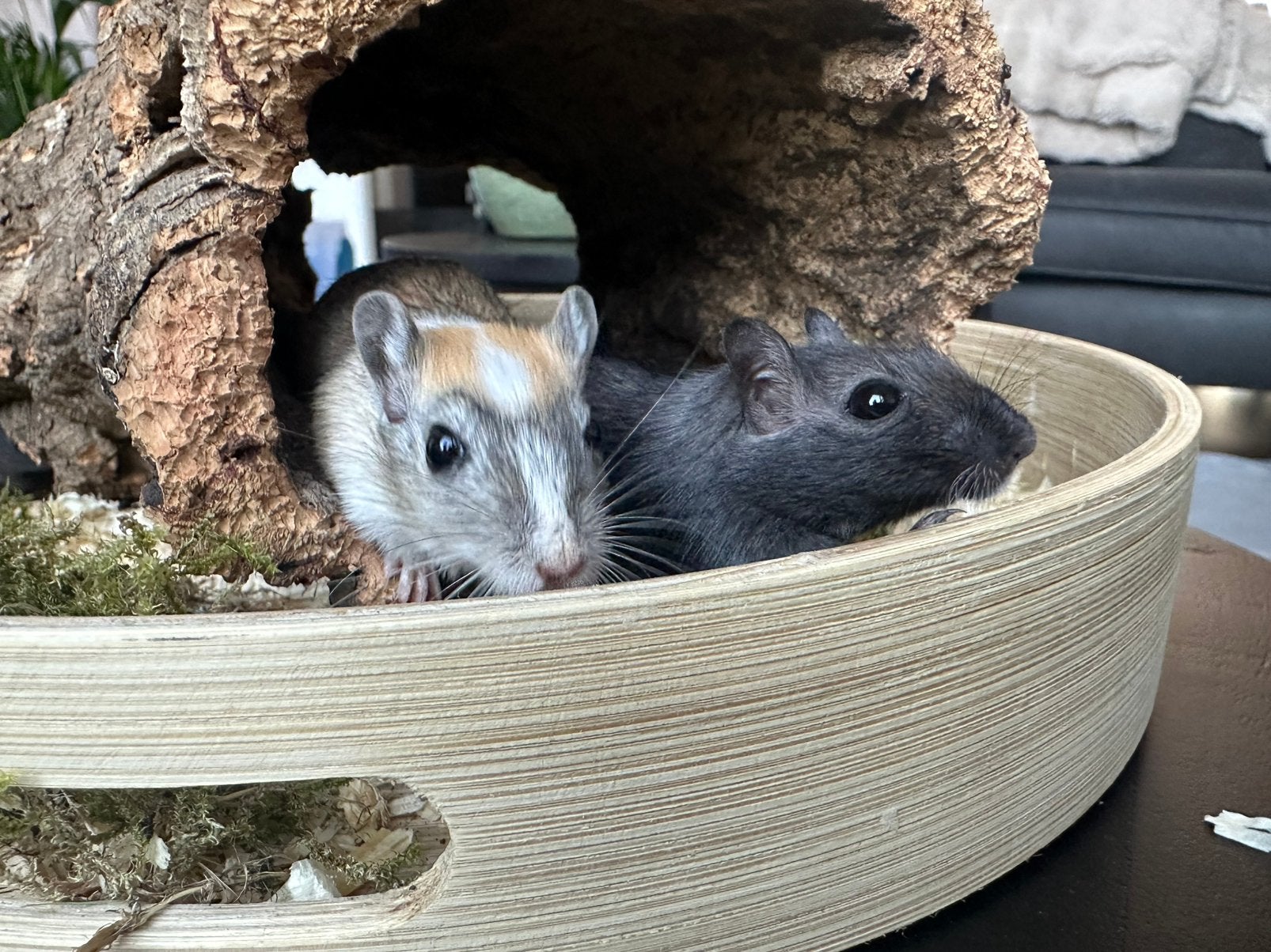 Leuke gerbils te koop! (Broers), Augustus, Mannelijk, Overige typen, Tam