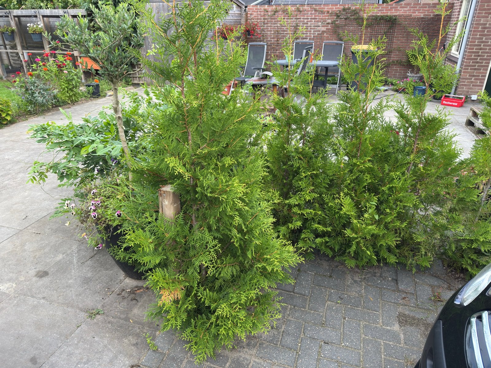 Thuja Brabant haagplanten 28 stuks (150-180cm) conifeer, Overige soorten, Volle zon, Vaste plant, Ophalen of Verzenden