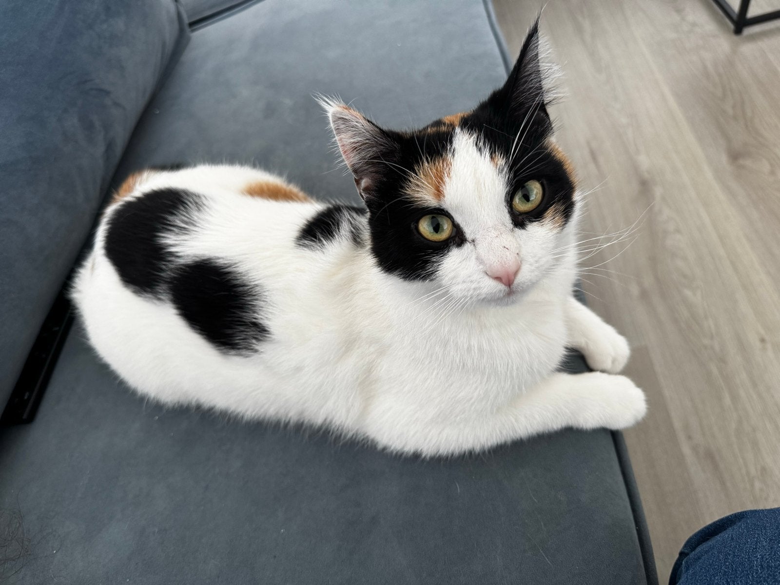 Kitten, Dieren en Toebehoren, Katten en Kittens | Overige Katten, Meerdere dieren