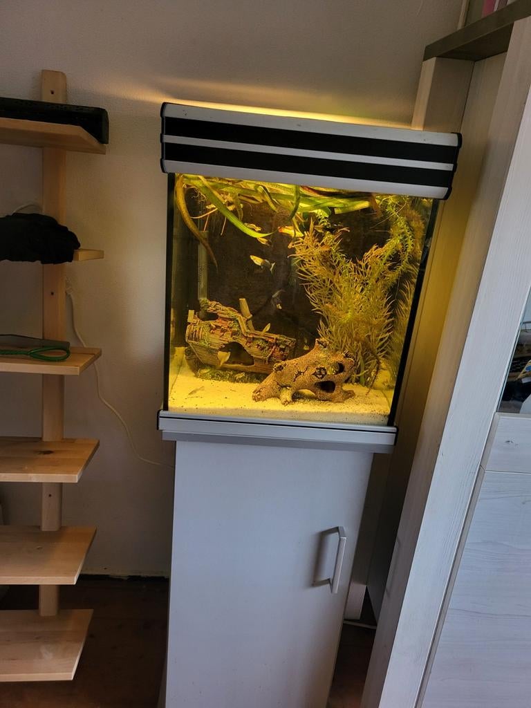 Aquarium compleet, Ophalen of Verzenden, Zo goed als nieuw, Gevuld zoetwateraquarium