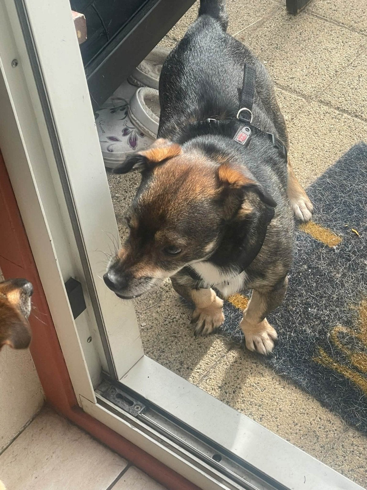 🐾🤎 MORIS – 7 JAAR… EN NOG STEEDS WACHT HIJ OP IEMAND, Dieren en Toebehoren, 6 jaar of ouder, Reu, Eén hond, Klein
