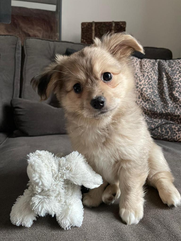 Honden opvang aan huis, Ophalen of Verzenden, Hond