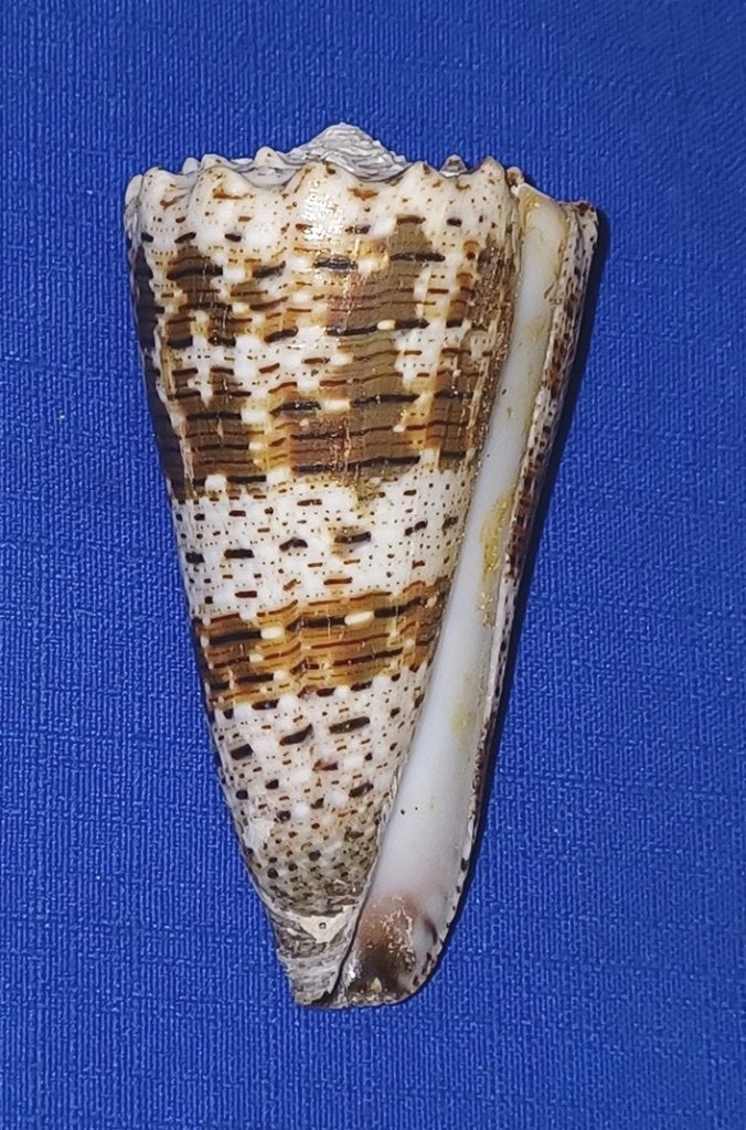 Schelpen, Conus imperialis, Verzamelen, Ophalen of Verzenden, Schelp(en)