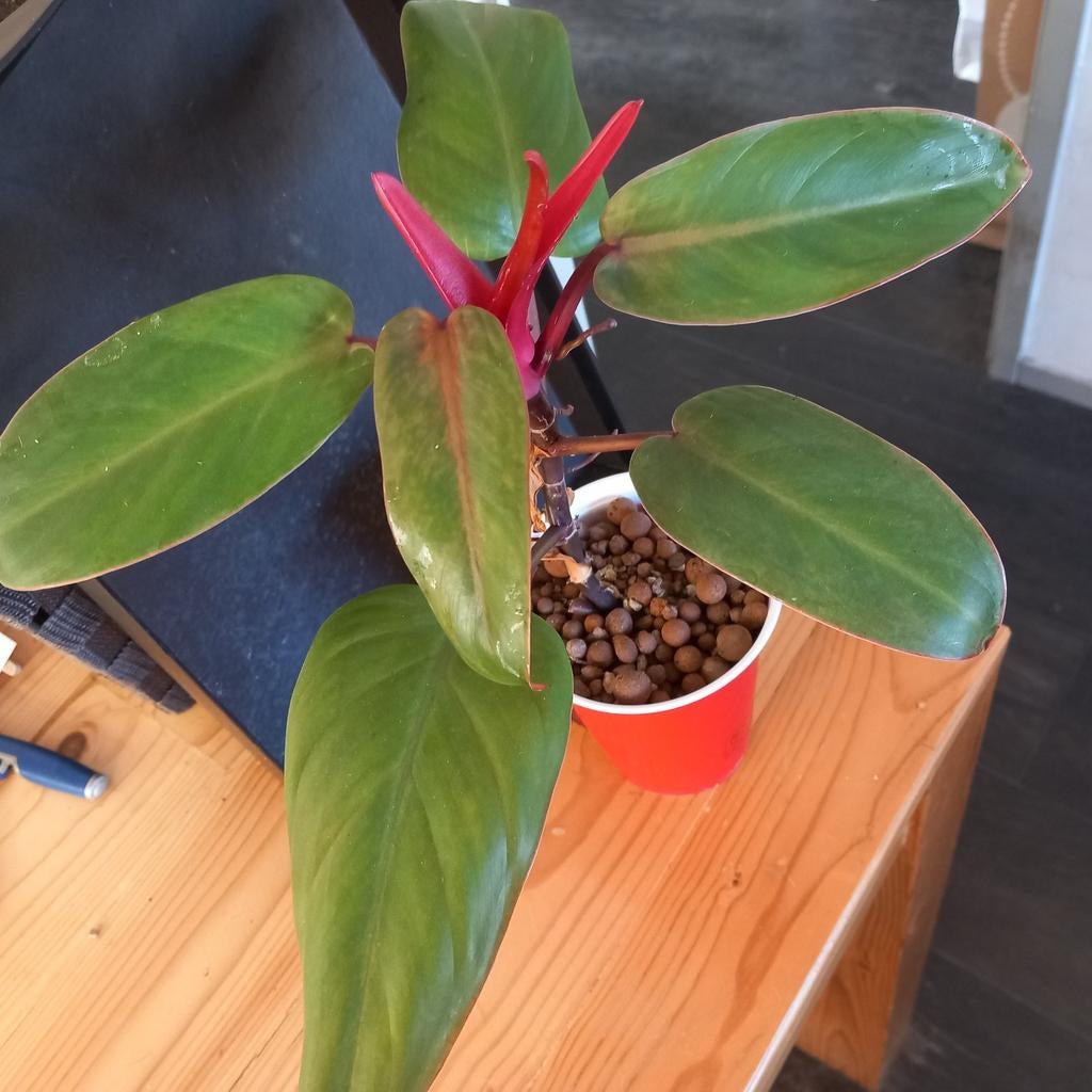 Philodendron imperial green stek nr 84, Huis en Inrichting, Kamerplanten, Ophalen of Verzenden, Halfschaduw, Minder dan 100 cm