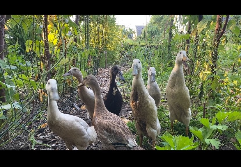 Jonge loopeenden, Dieren en Toebehoren, Meerdere dieren, Eend