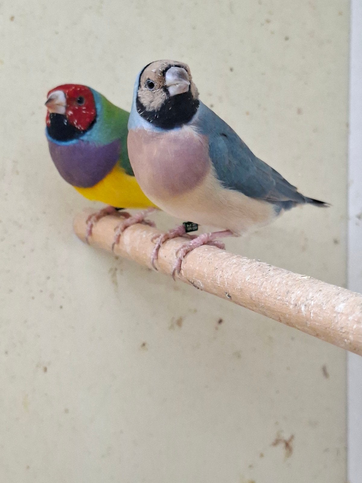 Gouldamadines koppel, Dieren en Toebehoren, Meerdere dieren, Tropenvogel, Geringd