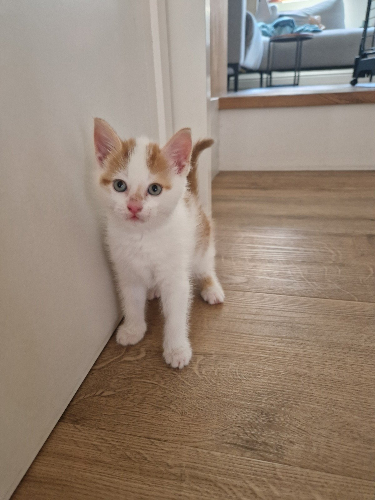 Nog 1 kitten te koop, Dieren en Toebehoren, Katten en Kittens | Dekkaters