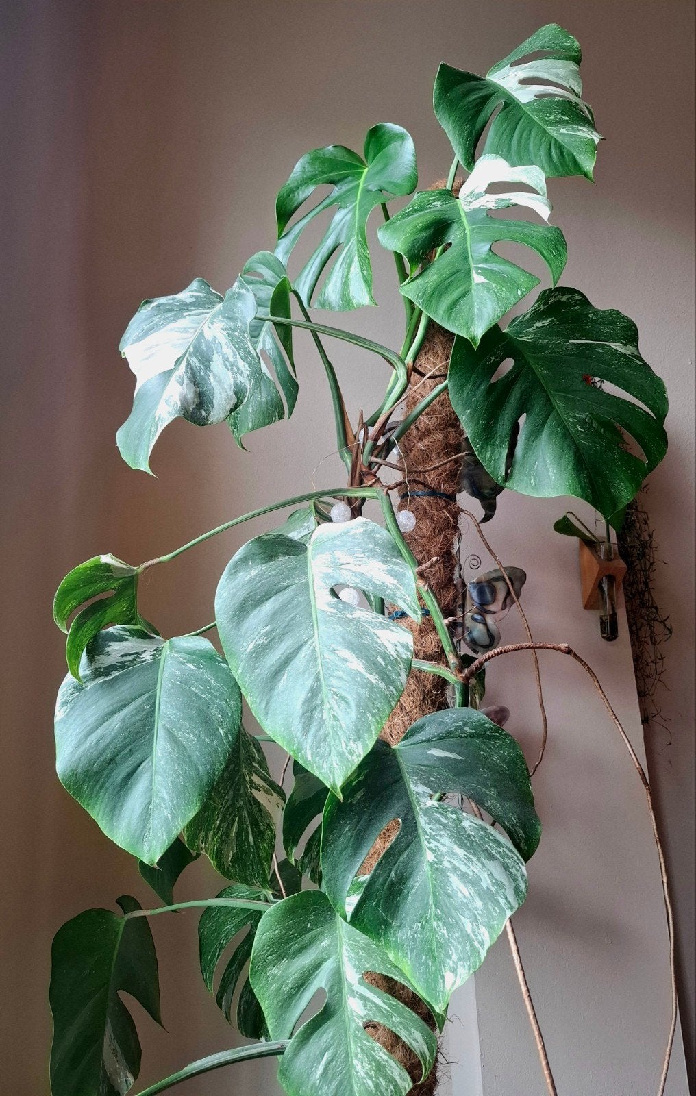 Monstera Albo Variegata stek - geworteld, gezond, Ophalen of Verzenden