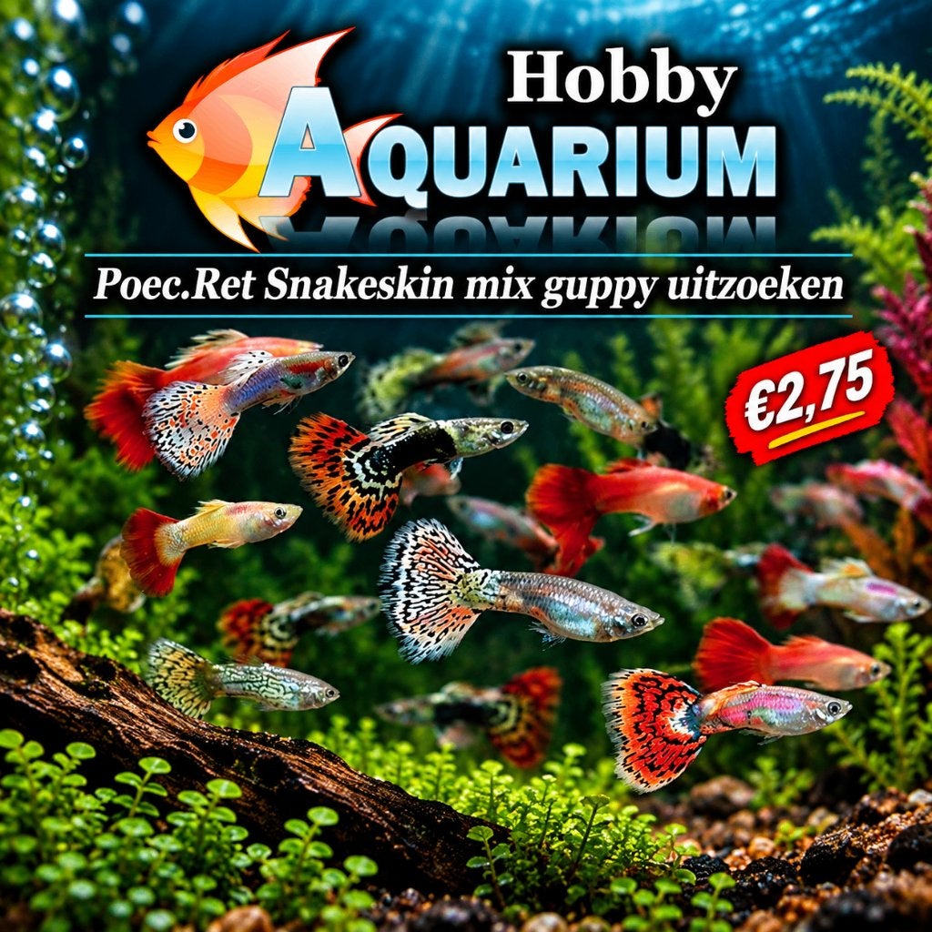Hobbyaquarium Poec Ret Snakeskin guppen / guppy uitzoeken, Dieren en Toebehoren, Vis, Zoetwatervis, Schoolvis