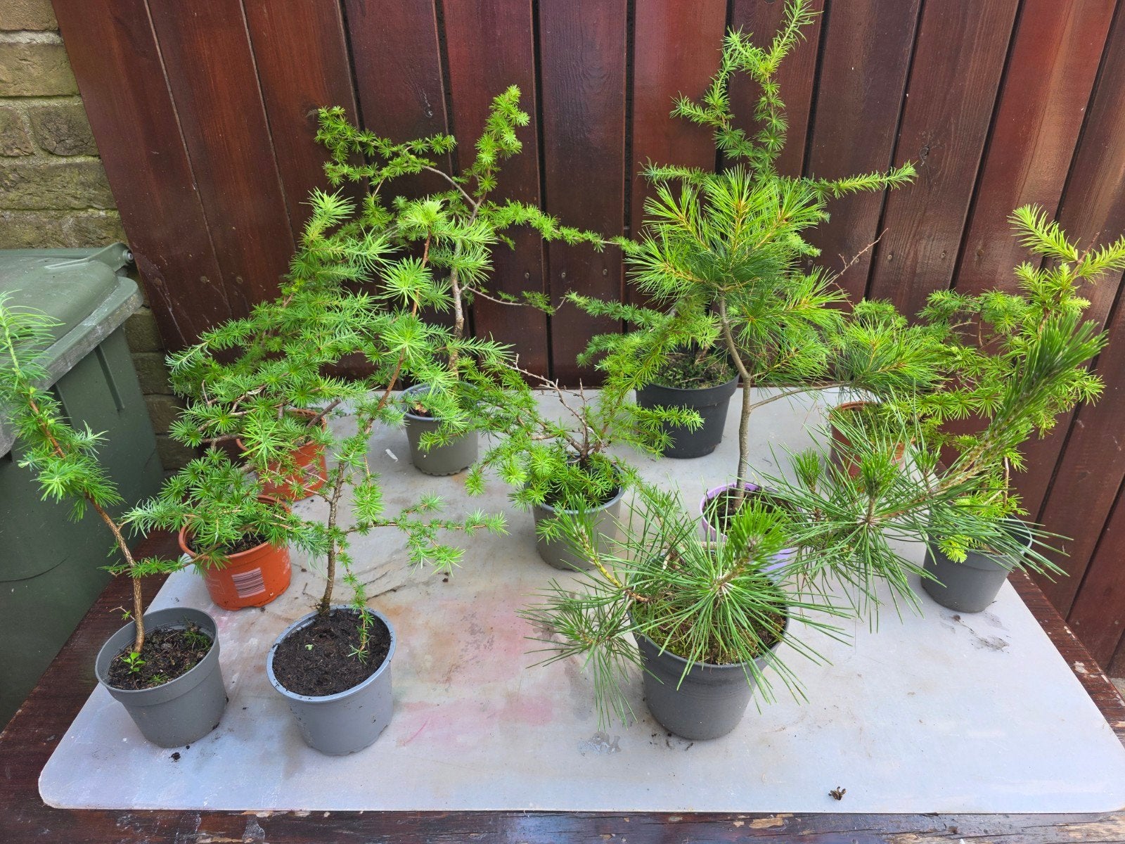 Bonsai starters - Diverse soorten boompjes 11 stuks, Overige soorten, Volle zon, Vaste plant, Ophalen of Verzenden