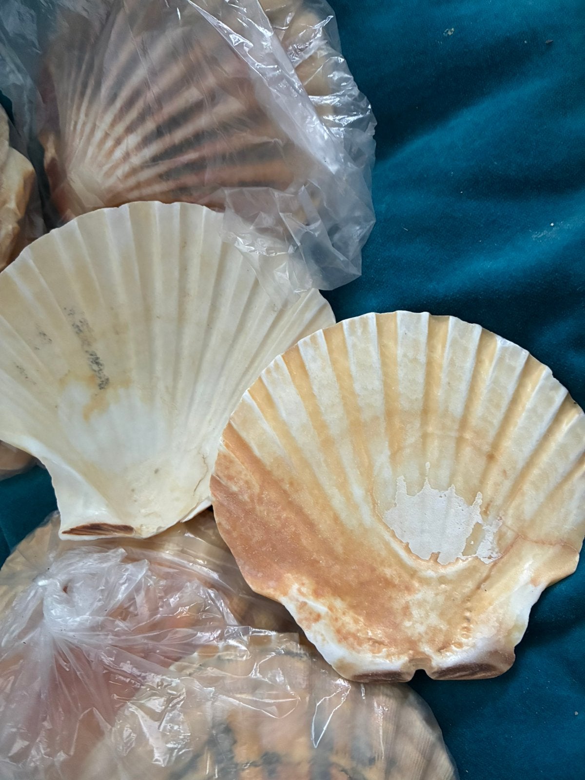 20 grote st jacobs schelpen plat en bol hobby schilderen, Ophalen of Verzenden, Schelp(en)