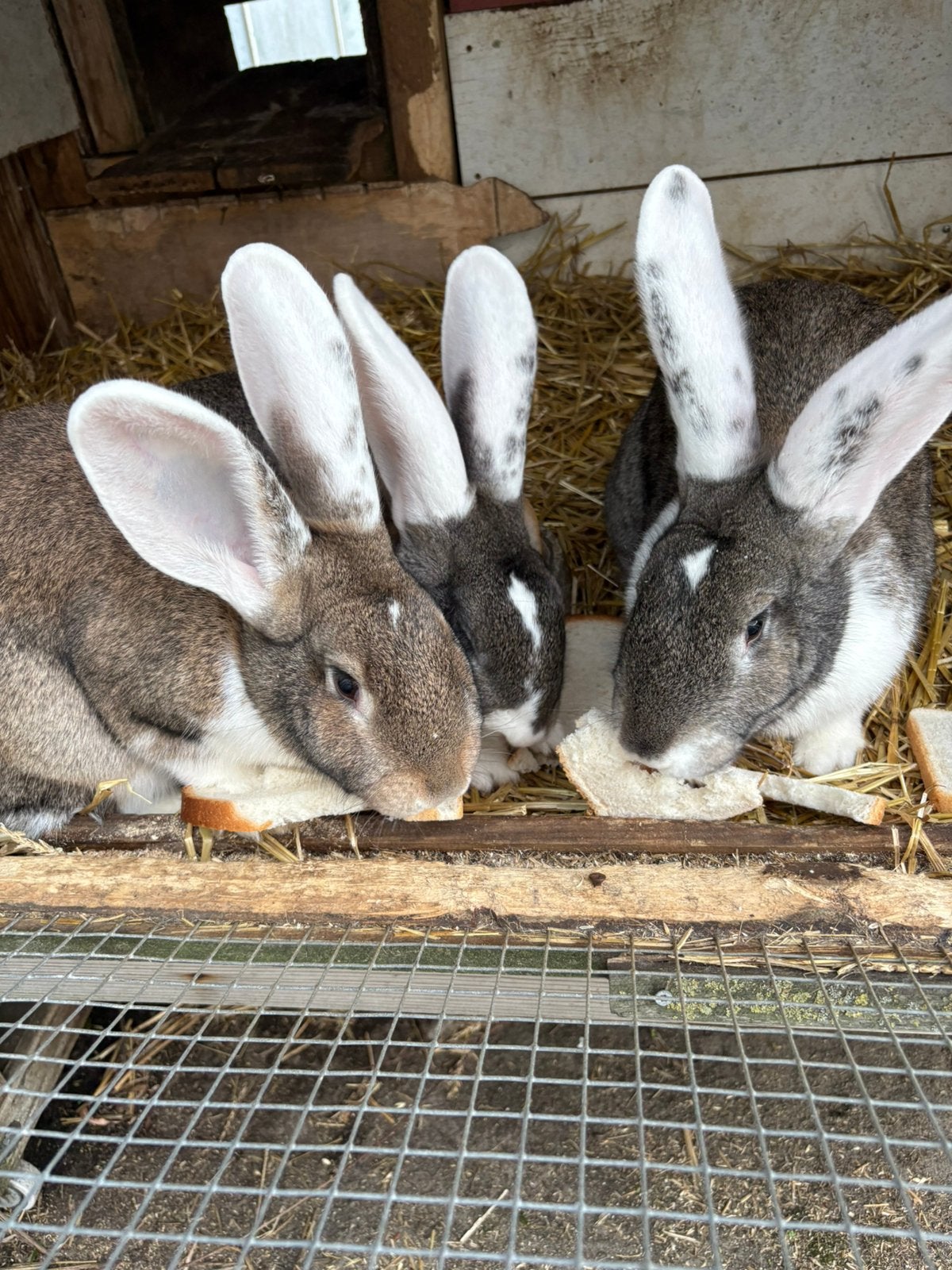 Duitse reuzen, Meerdere dieren, Groot