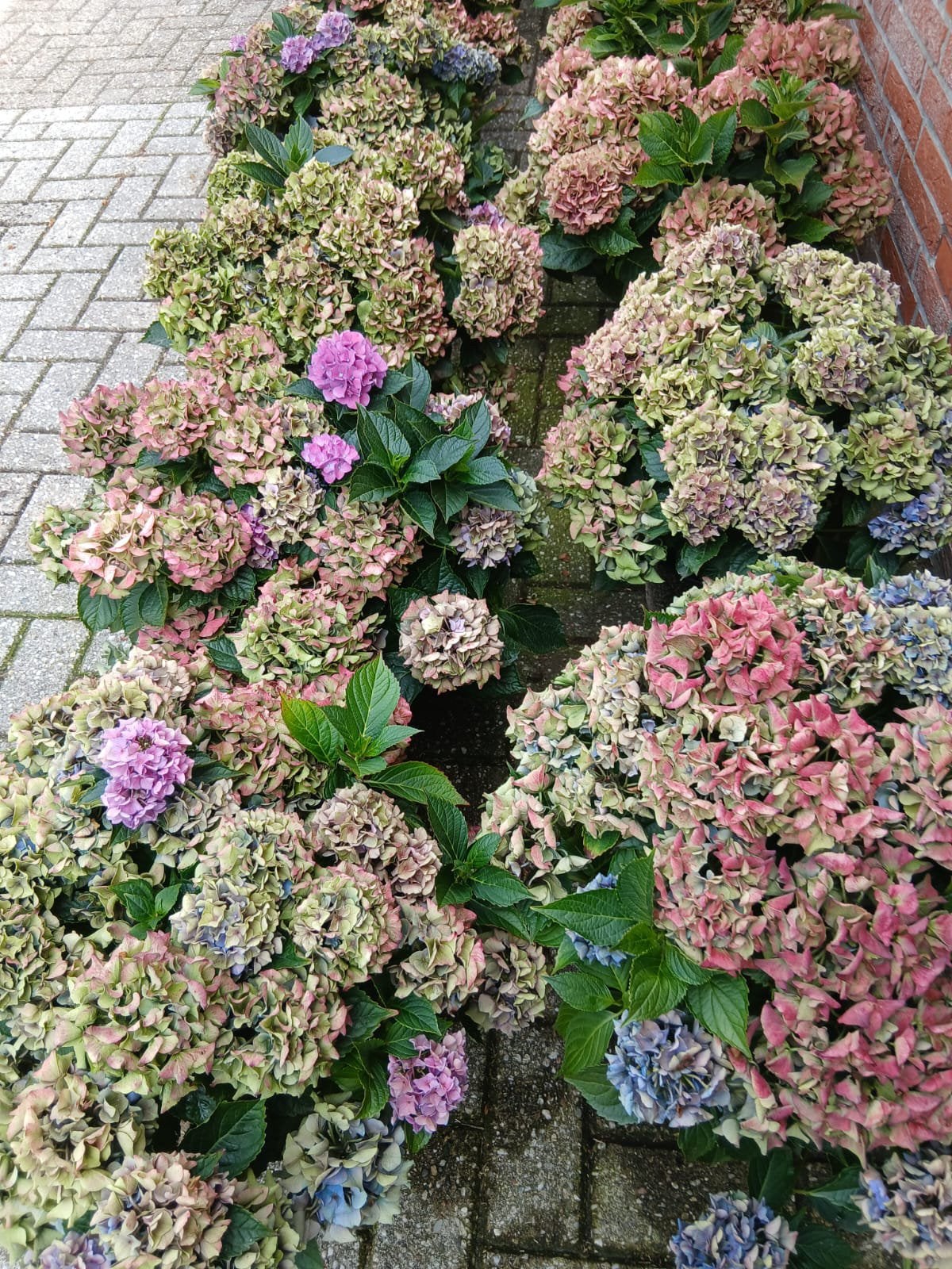 Hortensia’s, Tuin en Terras, Vaste plant, Halfschaduw, Zomer, Ophalen