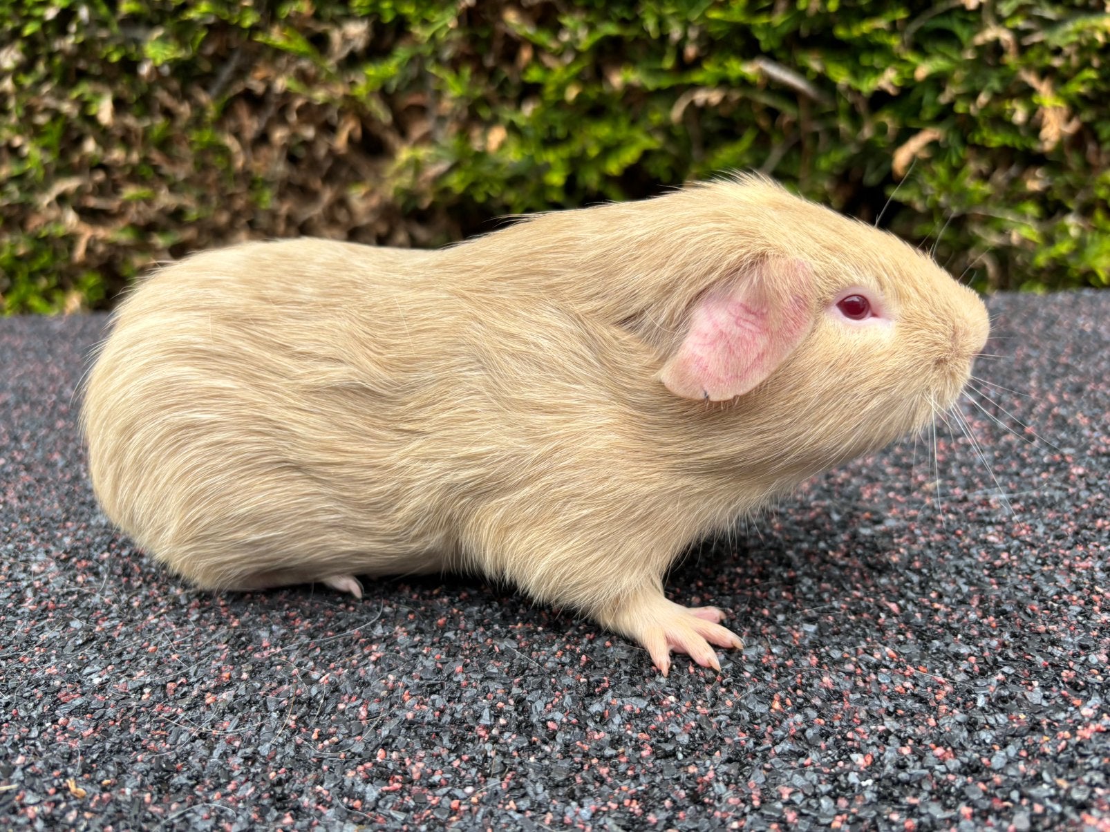 Gladharige cremello cavia beer (3 maand), Dieren en Toebehoren, Knaagdieren, April, Mannelijk, Cavia