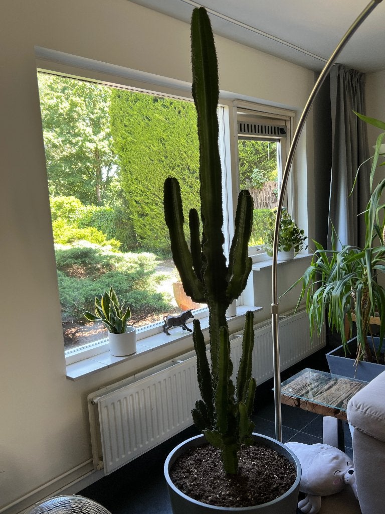 Plants, Ophalen, Cactus, Halfschaduw, 150 tot 200 cm