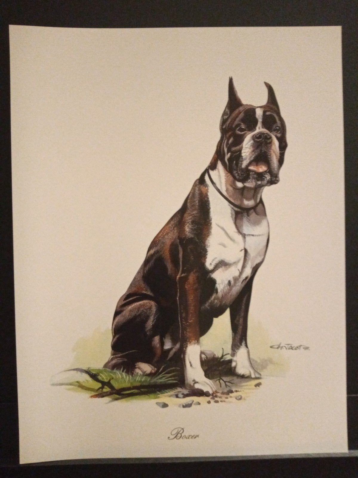 Boxer - kunstprent - levensecht - Ch Jacot tekenaar, Verzenden, 1980 tot heden, Zo goed als nieuw, Dier