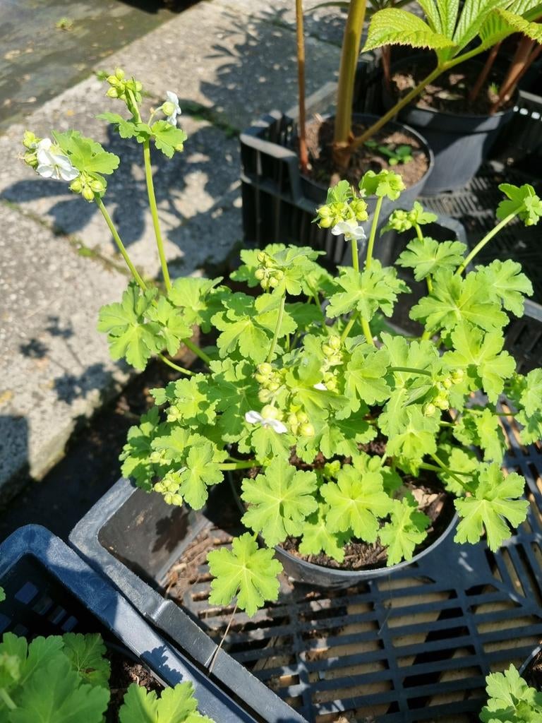 Geranium wit bloeiend, Ophalen, Bodembedekkers, Volle zon, Vaste plant