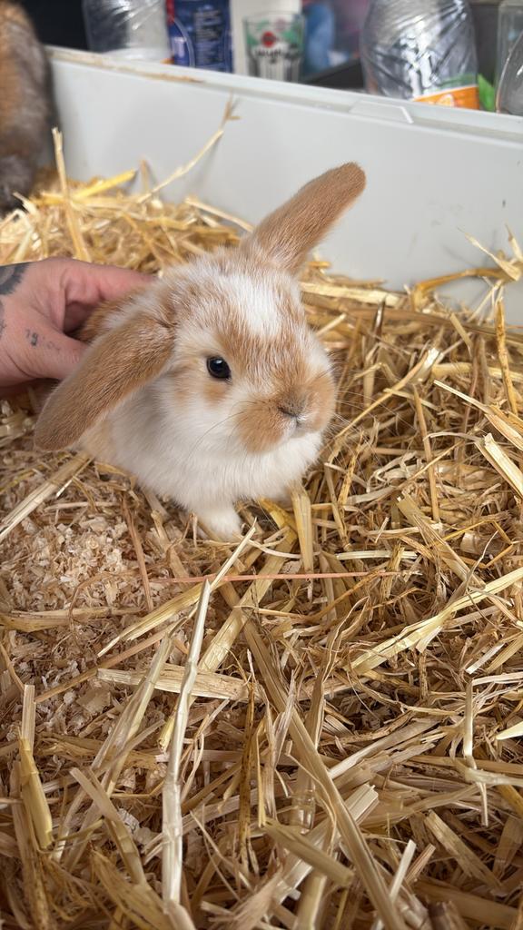 Baby hangoor dwergkonijntjes, Dieren en Toebehoren, Meerdere dieren, Dwerg, Hangoor, 0 tot 2 jaar