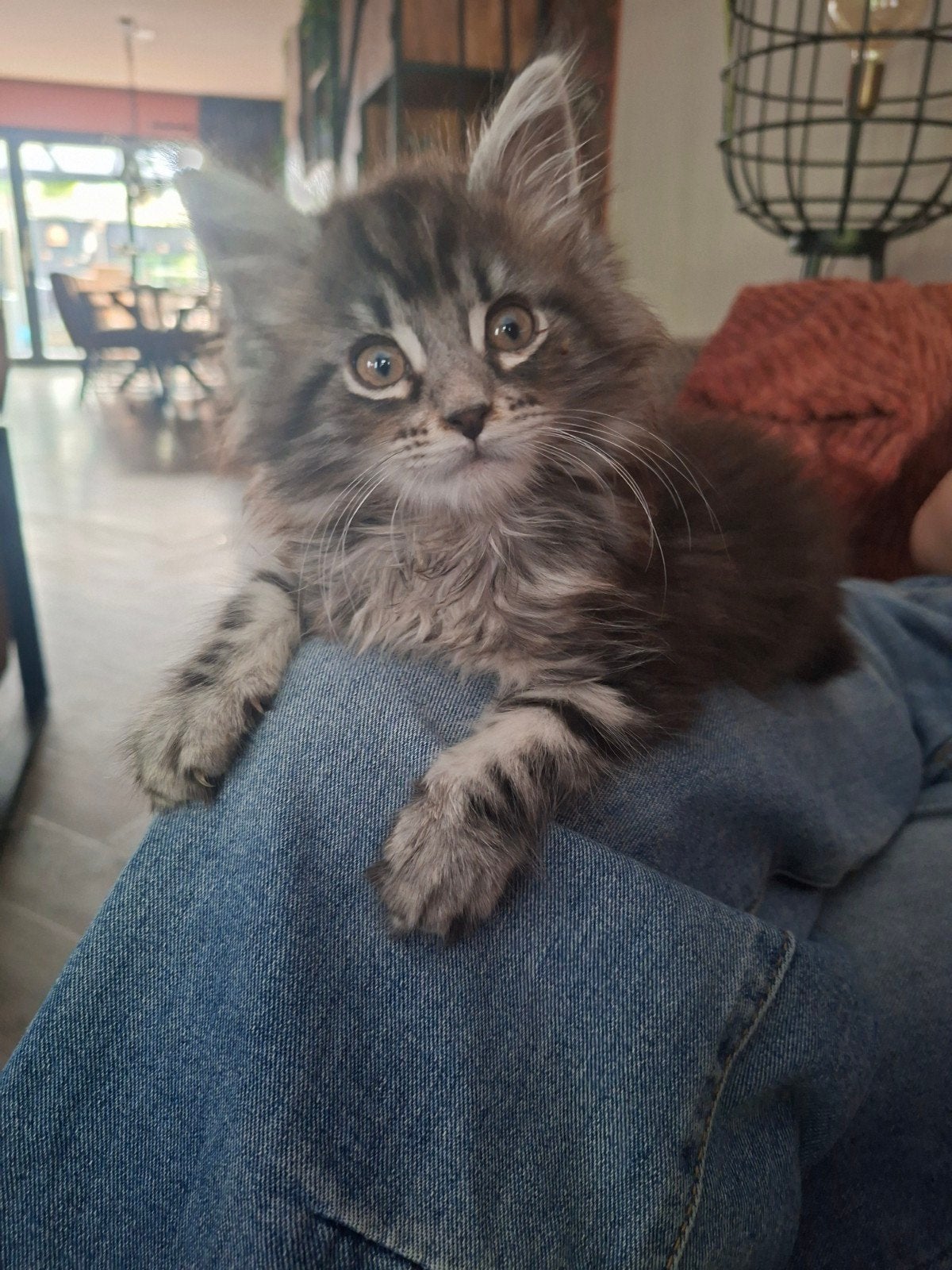 Maine coon kitten, Kater, Gechipt