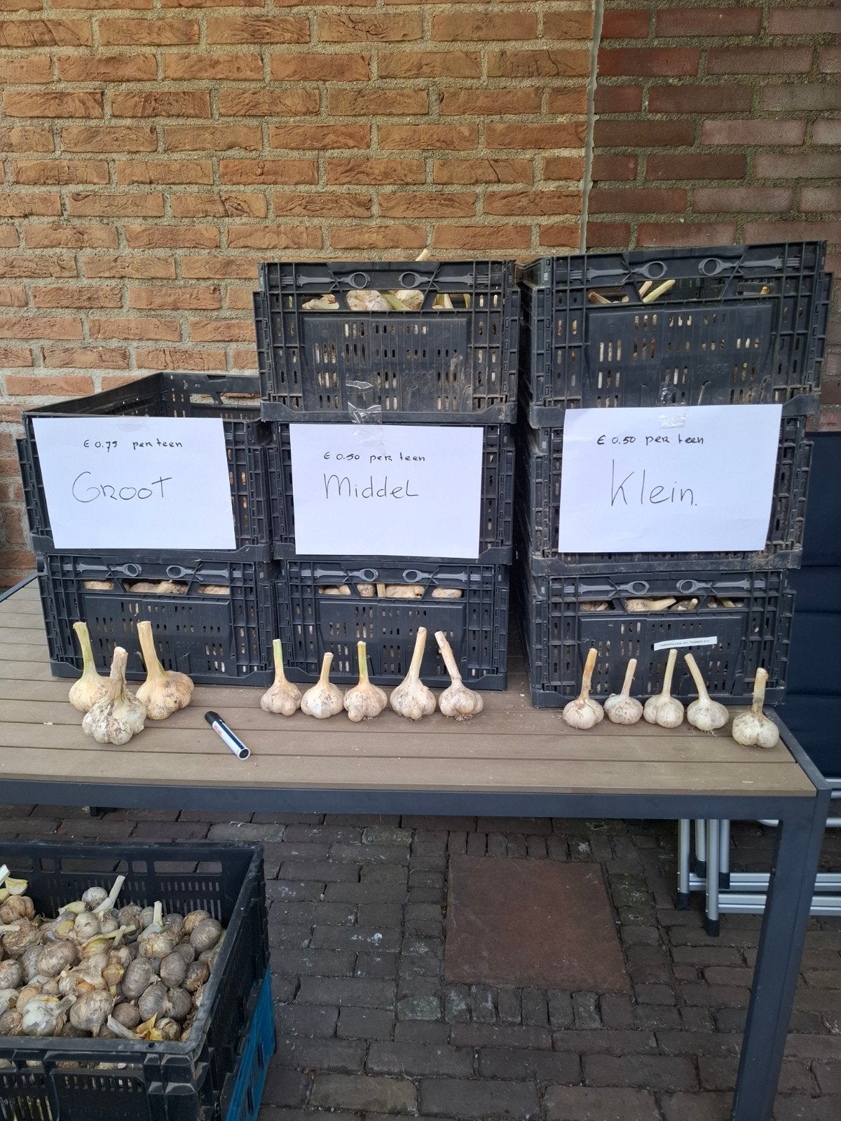 Olifantsknoflook  te koop. Ophalen Ridderkerk, Ophalen of Verzenden, Volle zon