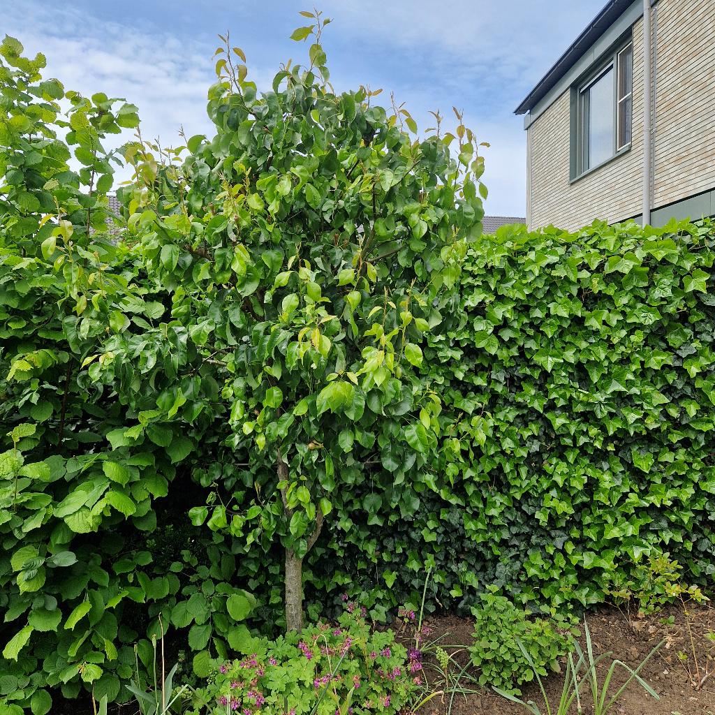 Perenboom, Tuin en Terras, Ophalen, Perenboom, Halfschaduw, 100 tot 250 cm
