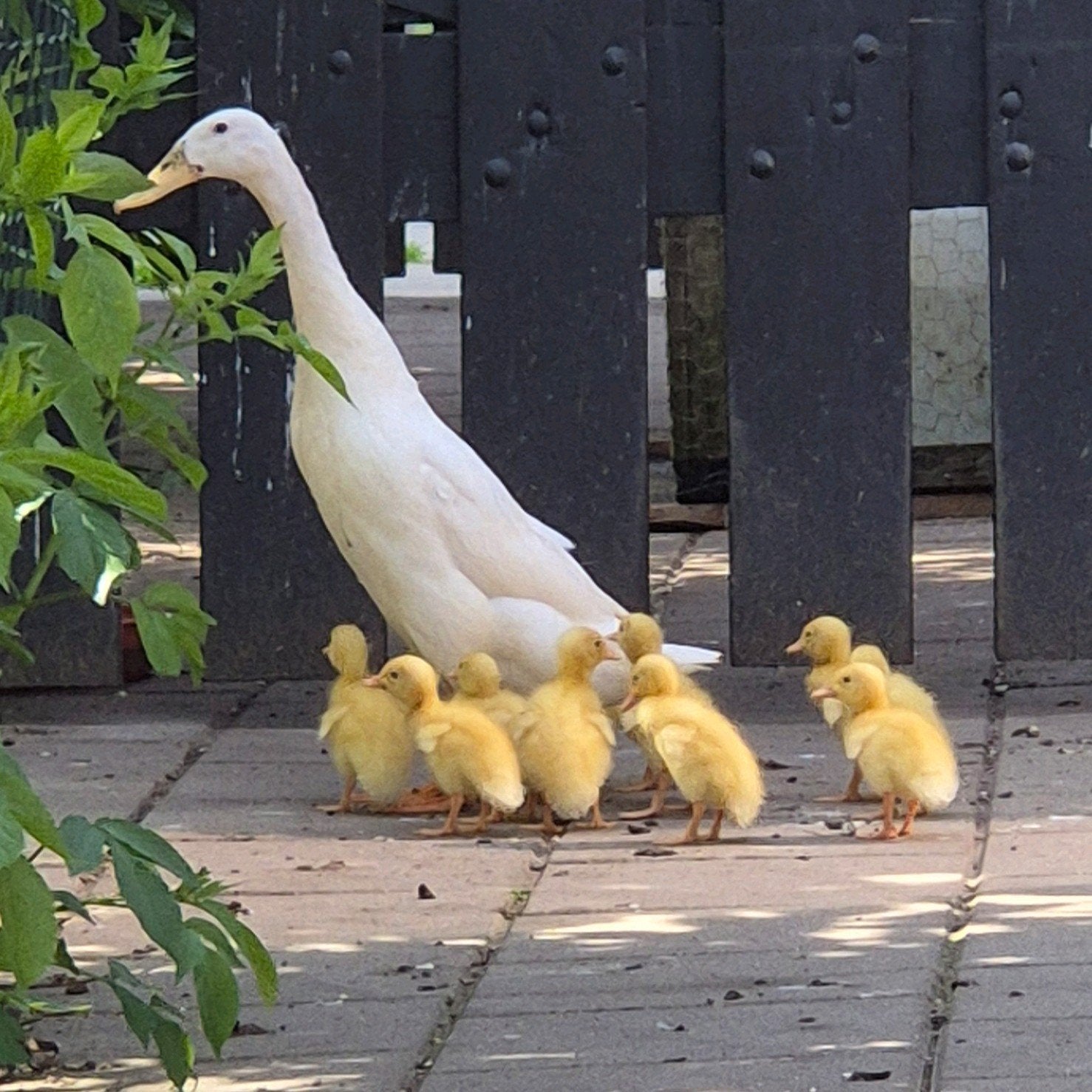 Witte Indische Loopeenden pulletjes, Geslacht onbekend, Eend