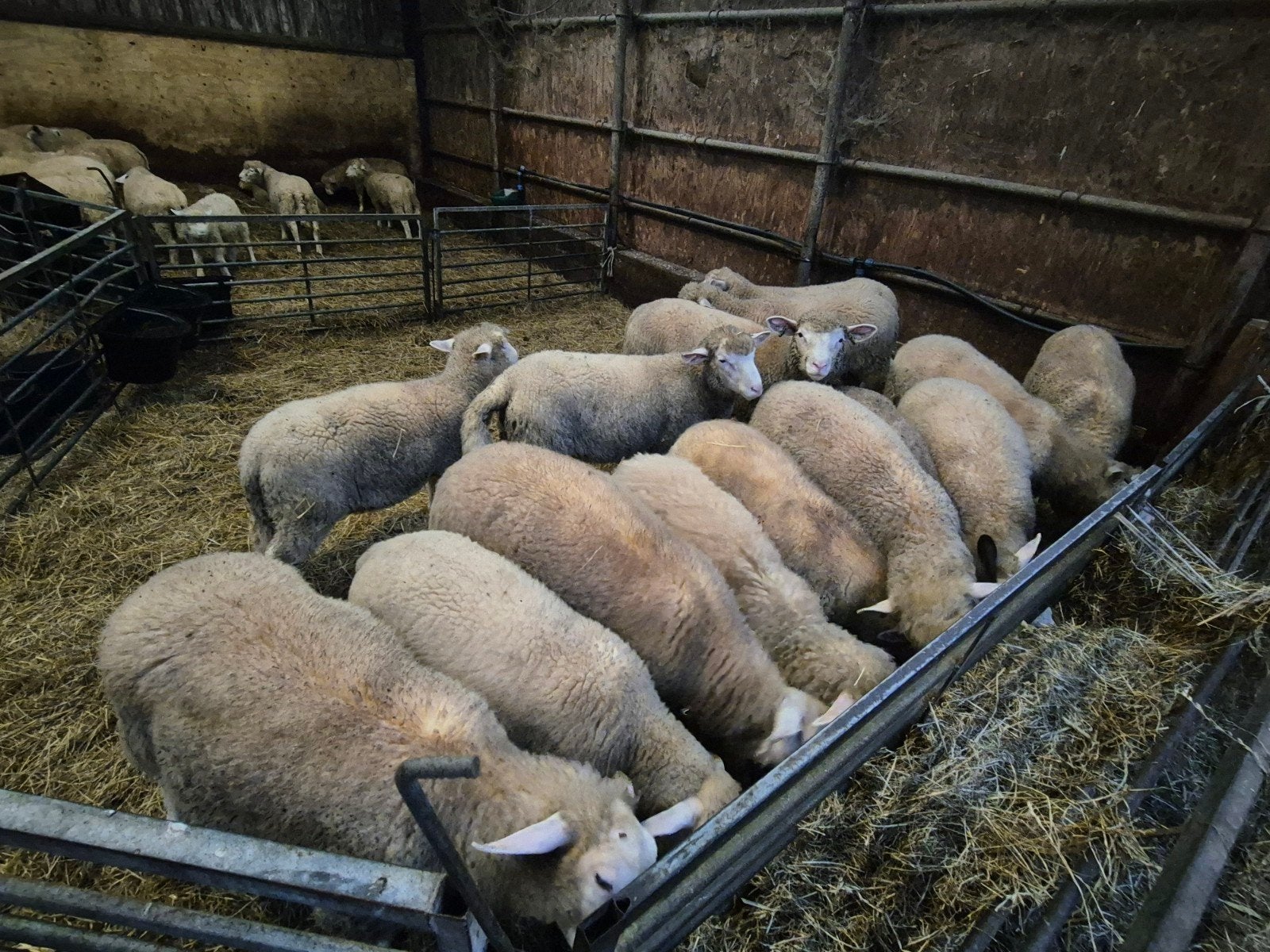 dekrammen, Meerdere dieren, Schaap, 0 tot 2 jaar