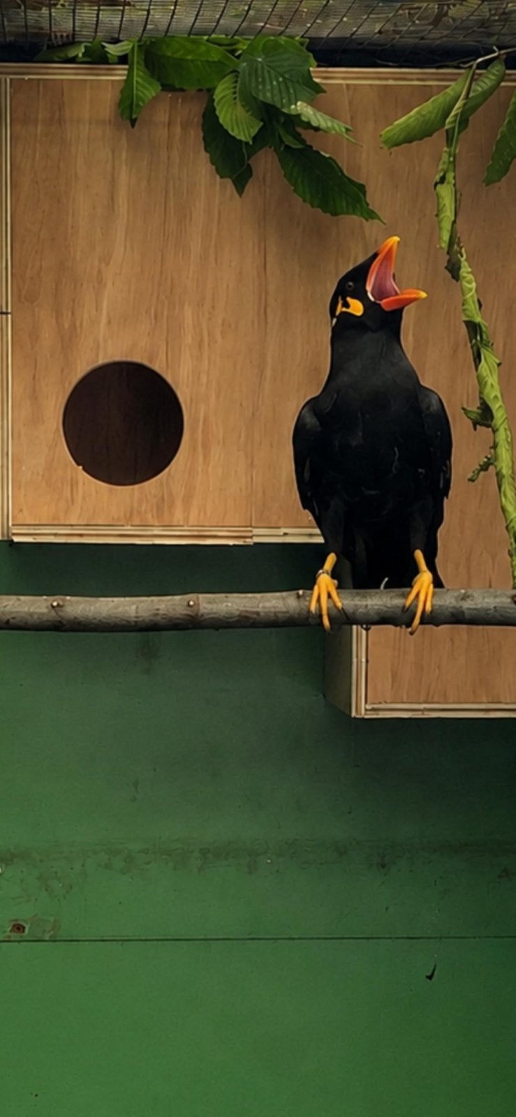 Middel beo man 2021 vast geringd met DNA, Mannelijk, Tropenvogel, Geringd