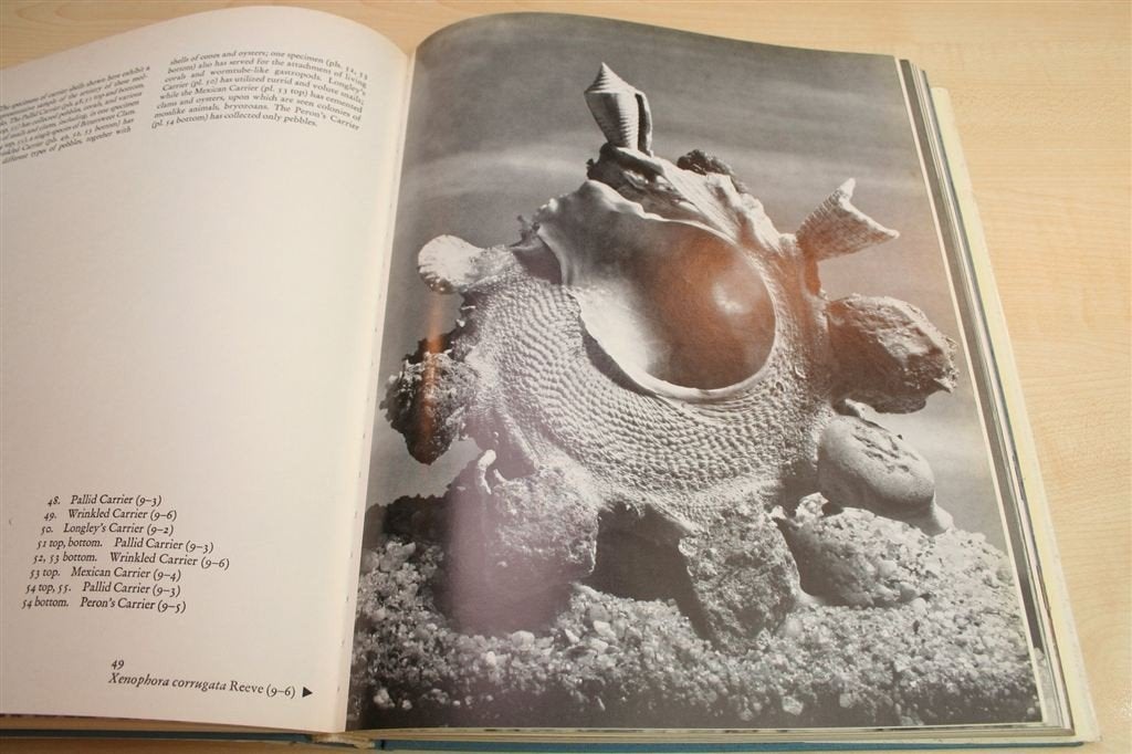 Schelpen — Feininger — Zeldzaam & Veel Foto\'s, Ophalen of Verzenden, Gelezen, Honden