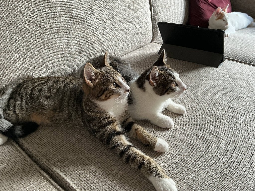 Lieve kittens zoeken een goed nieuw huis!, Dieren en Toebehoren, Meerdere dieren, Kortharig, 0 tot 2 jaar