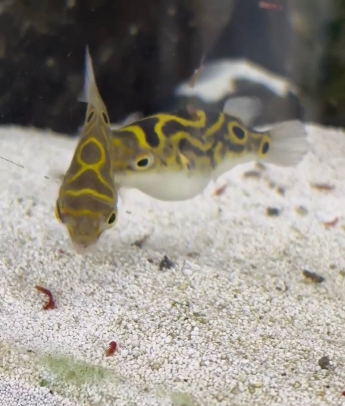 Figure 8 kogelvissen pufferfish, Vis