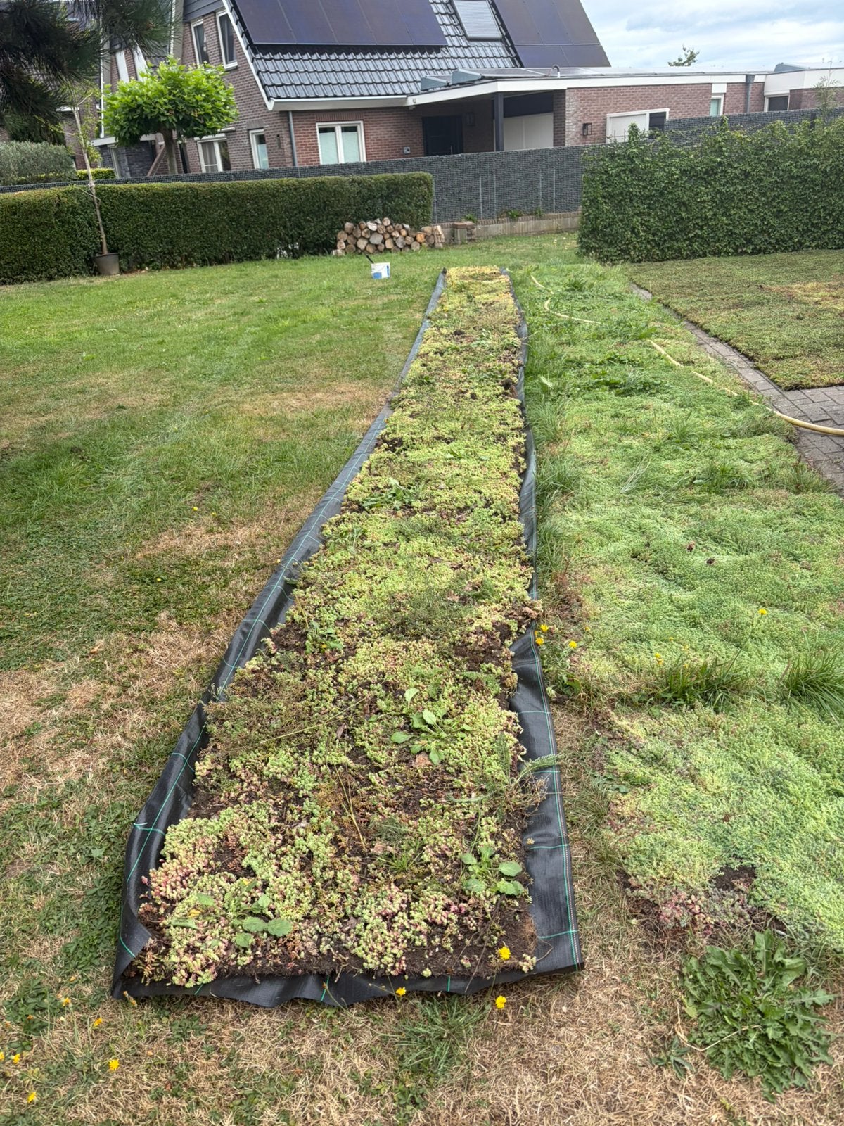 Sedum groendak matten of kant klaar cassettes, Ophalen of Verzenden, Volle zon