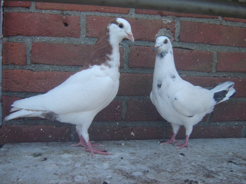 Sierduiven '', Dieren en Toebehoren, Vogels | Duiven, Meerdere dieren, Overige soorten