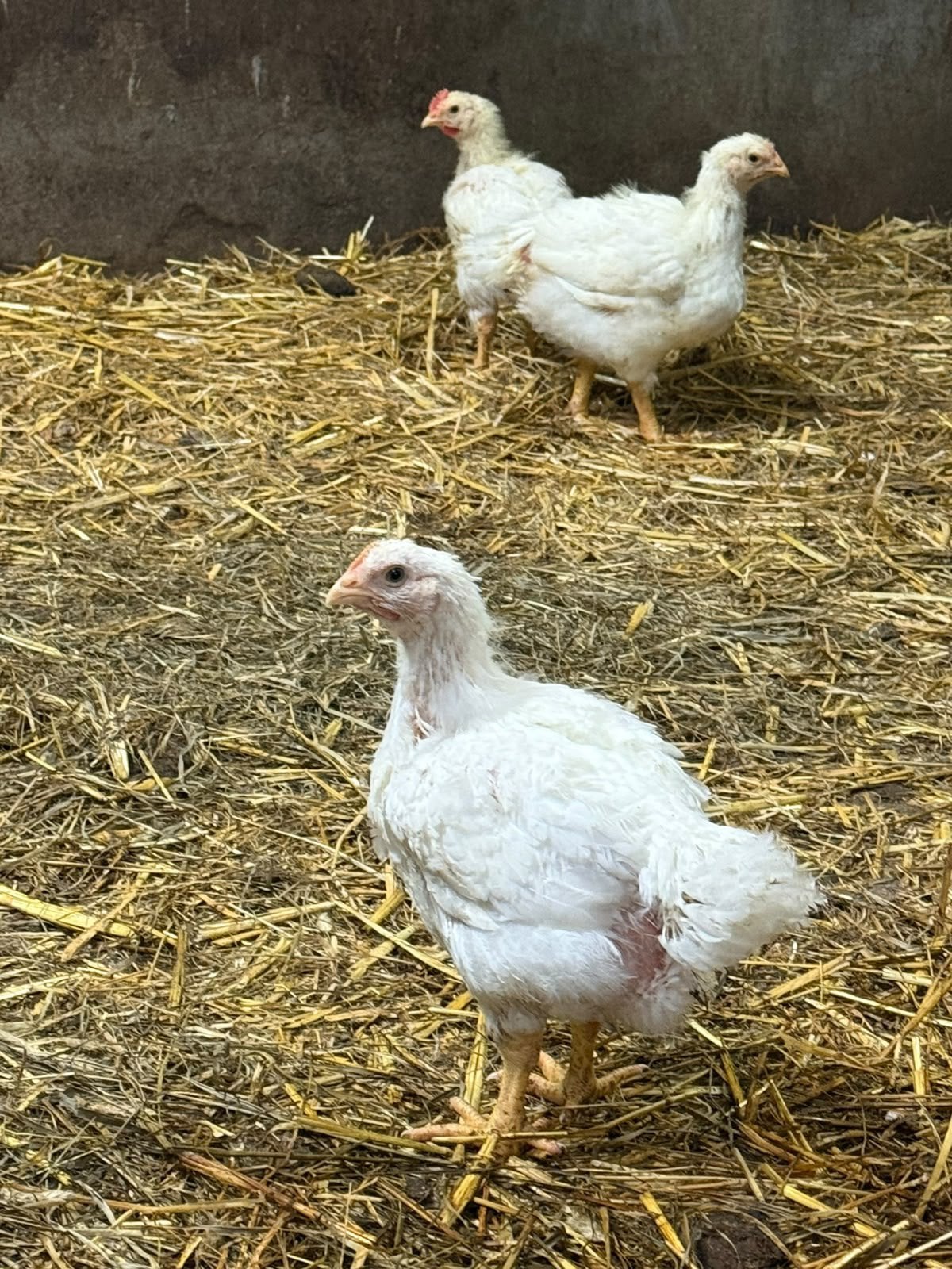 Te koop vleeskuikens, Meerdere dieren, Kip