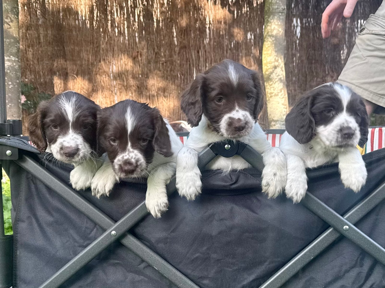 Prachtige en lieve Engelse Springer Spaniel Pups, Parvo, 8 tot 15 weken, Meerdere, Meerdere dieren