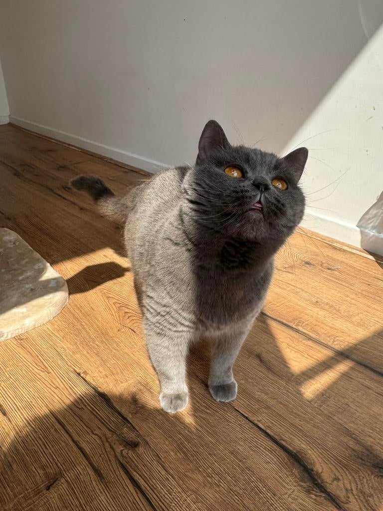 Raszuivere Grijze/Blauwe Britse Korthaar Poesje!, Dieren en Toebehoren, Poes, Ontwormd, 3 tot 5 jaar